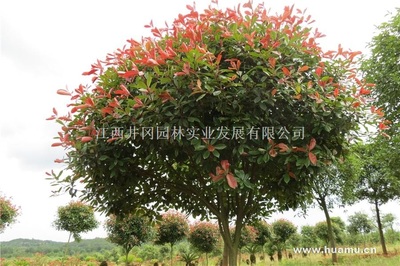 紅葉石楠江西吉安精品苗木,工程苗木-江西井岡園林實業(yè)發(fā)展商鋪供應列表-第1頁