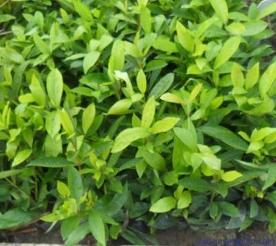 供應(yīng)東莞園林公司長(zhǎng)期供應(yīng)苗木圖片,供應(yīng)東莞園林公司長(zhǎng)期供應(yīng)苗木圖片大全,廣東華美霖園林實(shí)業(yè)-