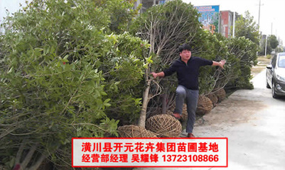 桂花8公分圖片,桂花10公分圖片,桂花6公分圖片-中科商務網-河南開元園林生態實業