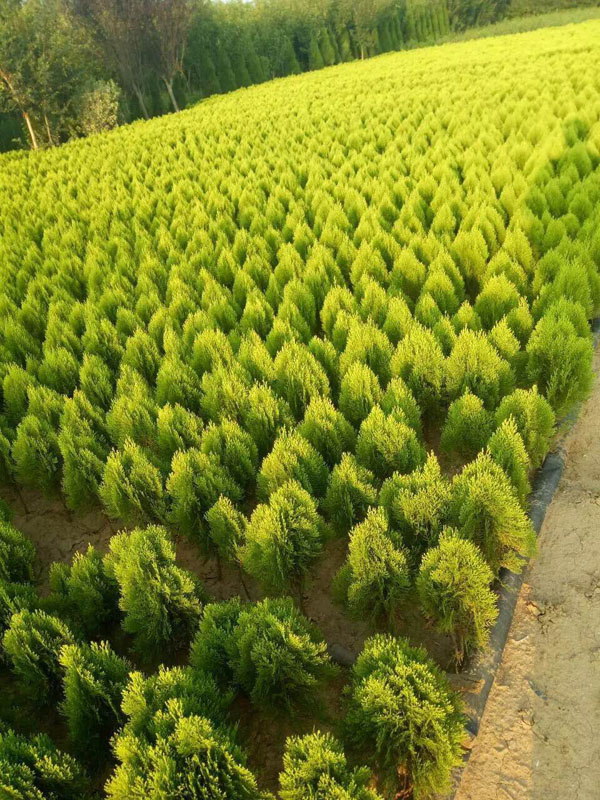 _河南灑金柏_河南開元園林生態(tài)實(shí)業(yè)