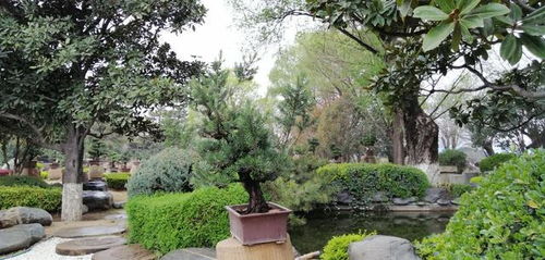 獨具南北園林特色兩千畝精品公園西安中園唐苑免費開放