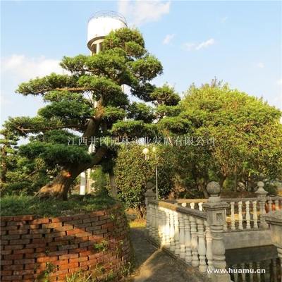 【羅漢松供應|精品苗木、工程苗木江西井岡園林實業發展商鋪