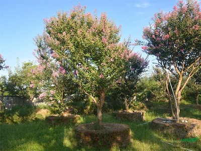 供應(yīng)紫薇、紫微門、紫薇花瓶——江西井岡園林實(shí)業(yè)的精致園藝產(chǎn)品